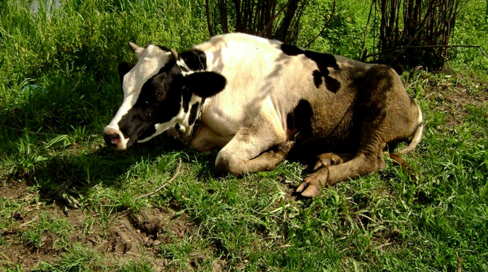 Болезнь коров бруцеллез что. Бруцеллез животных КРС. Бруцеллез крупного рогатого скота.